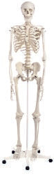 3B® Stan Classic Skeleton Model