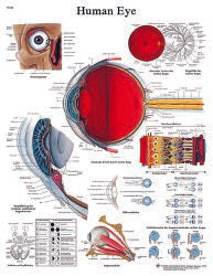 3B Scientific® Anatomical Chart Human Eye