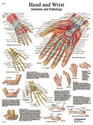 Anatomical Hand & Wrist Chart