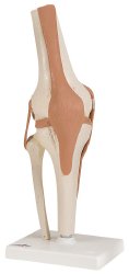 Functional Knee Joint Model